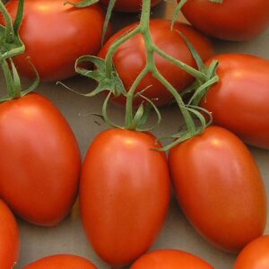 Tomate - Roma