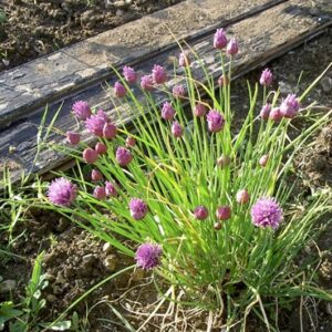 Plant de ciboulette Ciboulette commune