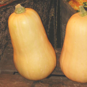 Plant de courge Butternut