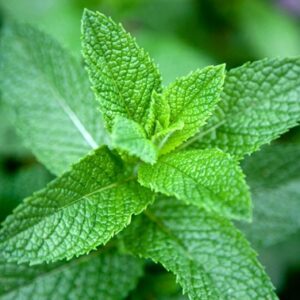 Plant de menthe Menthe verte