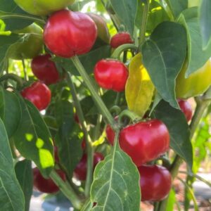 Plant de poivron Mini Bell Red