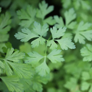 Plant de persil plat Géant d'Italie