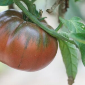 Plant de tomate Black from Tula