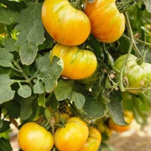 Plant de tomate Suntime