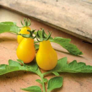 Plant de tomate cerise Poire jaune