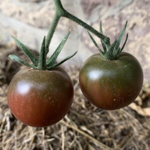 Plant de tomate cerise Black cherry