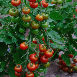 Plant de tomate cerise Délice des jardiniers
