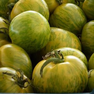 Plant de tomate Green zebra