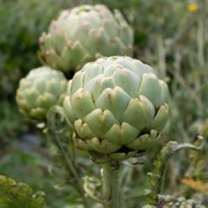 Plant d'artichaut Imperial star