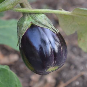Plant d'aubergine Black beauty