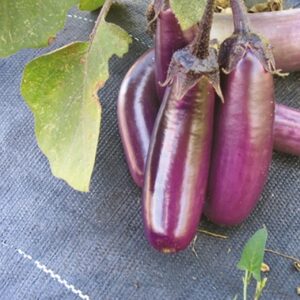 Plant d'aubergine Slim Jim