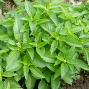 Plant de basilic Marseillais