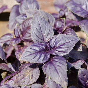 Plant de basilic Rouge osmin