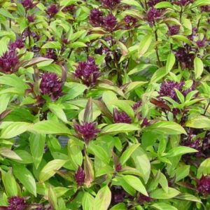 Plant de basilic Thai