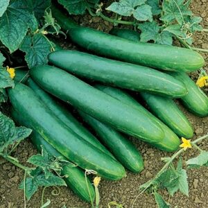 Plant de concombre Tanja