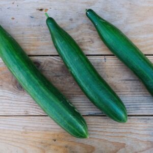 Plant de concombre Rollison's Telegraph