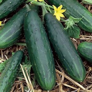 Plant de concombre Marketmore