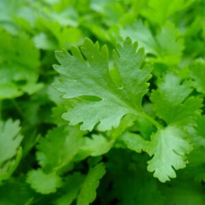 Plant de Coriandre à petite graine