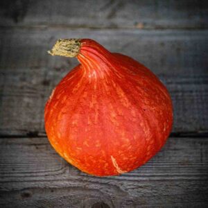 Plant de courge potimarron Uchiki Kuri