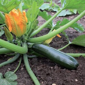 Plant de courgette Black Beauty