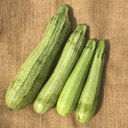 Plant de courgette Genovese