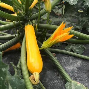 Plant de courgette Jaune