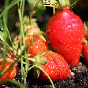 Plant de fraisier Gariguette