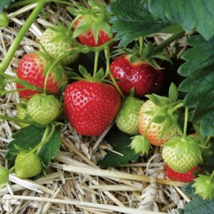 Plant de fraisier Mara des bois