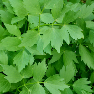 Plant de Livêche officinale