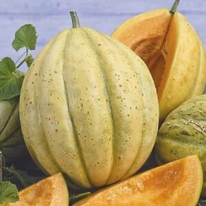 Plant de melon Vieille France