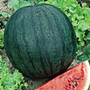 Plant de pastèque Sugar Baby