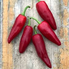 Plant de piment doux Gorria