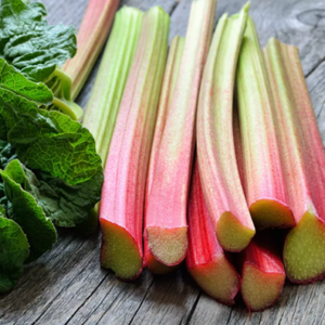 Plant de rhubarbe Victoria