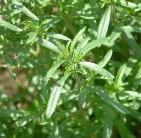 Plant de Sarriete vivace