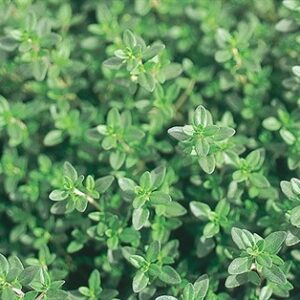 Plant de Thym commun