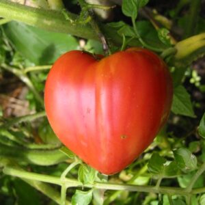 Plant de tomate Cœur de bœuf rouge