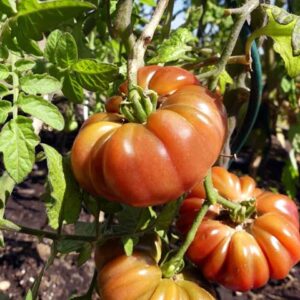 Plant de tomate Calabash rouge