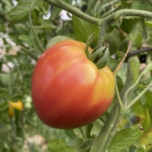 Plant de tomate Petit Cœur de Bœuf