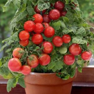 Plant de tomate cerise Red Robin