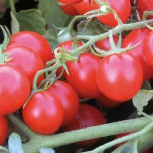 Plant de tomate cerise Rouge