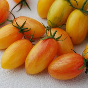 Plant de tomate cocktail Blush