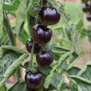 Plant de tomate cocktail Osu Blue