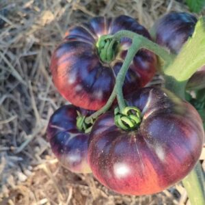 Plant de tomate Indigo Blue