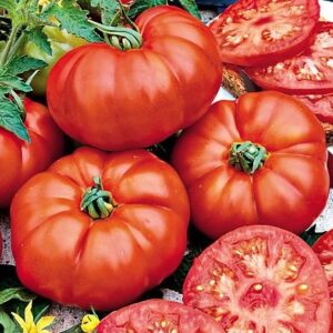 Plant de tomate Marmande