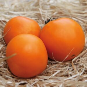 Plant de tomate Orange Queen