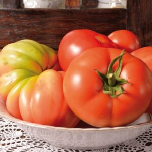 Plant de tomate Reine des Hatives