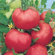 Plant de tomate Rose de Berne