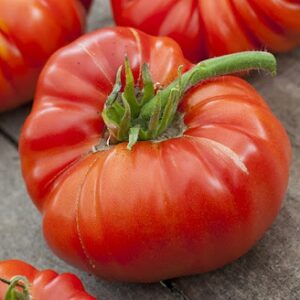 Plant de tomate Russe Rouge