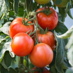 Plant de tomate Saint Pierre