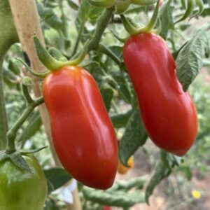 Plant de tomate San Marzano